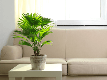 Salon lumineux avec un canapé beige et une plante verte en pot, illustrant symboliquement la protection de l'adresse du domicile du dirigeant d'entreprise