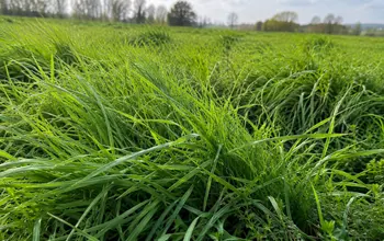 Ray-Grass en gros plan dans un champ