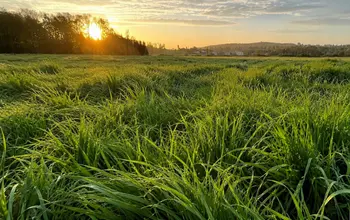Prairie de ray-grass dense au coucher du soleil