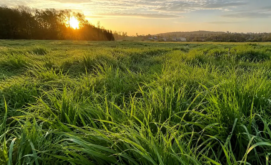 Prairie de ray-grass dense au coucher du soleil
