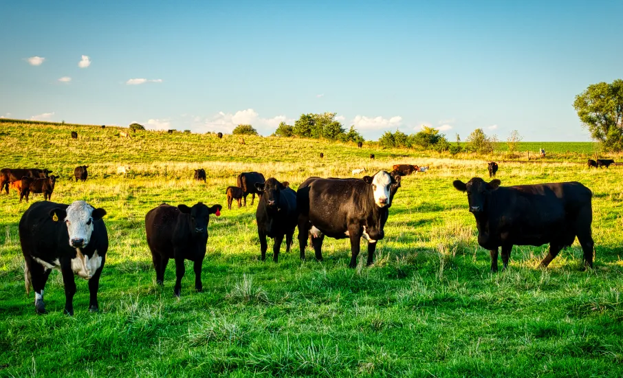 Troupeau de bovins en pâturage dans une prairie illustrant les enjeux de la Réglementation ICPE pour les élevages agricoles